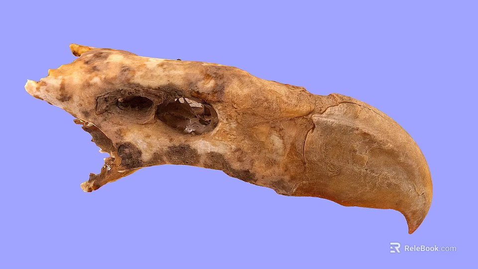 Ancient Flying Animal Skull Fossil With Preserved Skeletal Structure And Details 3d model 