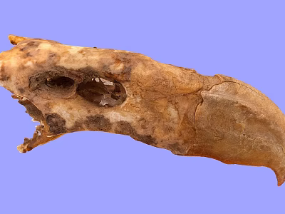 Ancient Flying Animal Skull Fossil With Preserved Skeletal Structure And Details 3d model