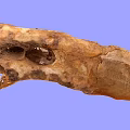 Ancient Flying Animal Skull Fossil With Preserved Skeletal Structure And Details