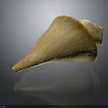 Light Yellow Spiral Conch Shell With Smooth Surface And Natural Gloss On Dark Background 3d model