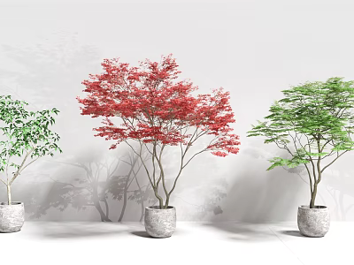 Three Bonsai Plants with Red Green Leaves in White Pots for Interior Decor 3d model
