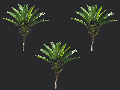 Lush Arbor Trees With Broad Green Leaves And White Blossoms In Natural Landscape 3d model