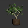 Lush Indoor Plant With Green Leaves And Stems In Brown Wooden Pot