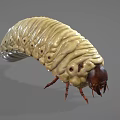 Yellow Caterpillar With Segmented Body Dark Brown Head And Multiple Legs On Gray Background