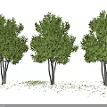 Three Green Leafy Trees With Slender Trunks And Scattered Ground Leaves 3d model