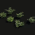 Six Green Shrubs With Various Shapes Shown On Black Background 3d model
