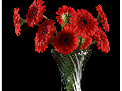 Beautiful Red Gerbera Daisies Arranged in Transparent Glass Vase Against Black Background 3d model