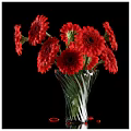 Beautiful Red Gerbera Daisies Arranged in Transparent Glass Vase Against Black Background