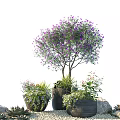 Beautiful Bonsai Potted Plants With Purple Flowering Tree Surrounded By Stones And Gravel