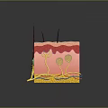 3D Skin Structure Model Showing Layers Hair Follicles And Blood Vessels