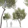 Lush Green Arbor Trees With Multiple Brown Trunks And Fresh Foliage In Natural Landscape
