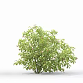 Lush Green Shrubs Arranged in Rows and Single Clumps with Wooden Support Stakes