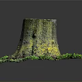 Tree Stump Surrounded By Green Moss Small Plants And Natural Ground Elements