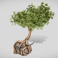 Natural Tree With Twisted Trunk And Entwined Roots Around Large Stone 3d model