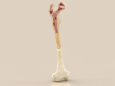 Artistic Detailed 3D Skeleton Bone Ornament Figurine Combination for Home Decor 3d model