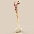 Artistic Detailed 3D Skeleton Bone Ornament Figurine Combination for Home Decor