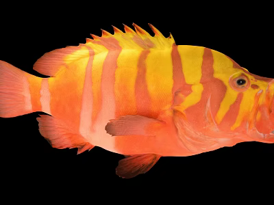 Vibrant Striped Marine Fish With Distinctive Orange And Yellow Color Patterns 3d model