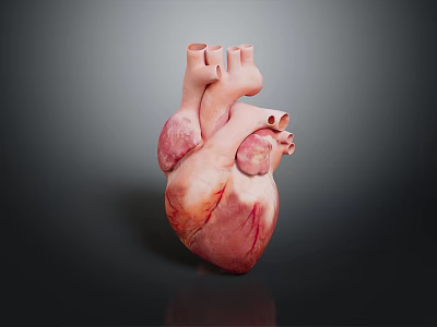 Advanced Medical Device Human Heart Anatomical Model for Medical Training and Study 3d model