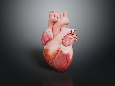 Modern Heart Human Heart Anatomy model