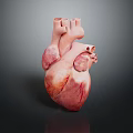 Advanced Medical Device Human Heart Anatomical Model for Medical Training and Study