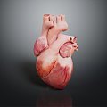 Modern Heart Human Heart Heart Anatomy 3d model