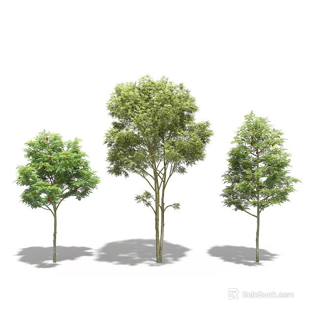 Three Arbor Trees with Different Sizes and Shapes Green Leaves Trunks and Shadows 3d model