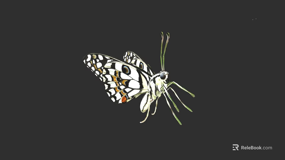 Colorful Butterfly with Black White Spots and Orange Accents Spread Wings on Dark Background 3d model 