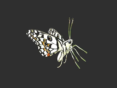 Colorful Butterfly with Black White Spots and Orange Accents Spread Wings on Dark Background 3d model