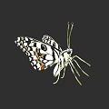 Colorful Butterfly with Black White Spots and Orange Accents Spread Wings on Dark Background