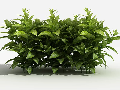 Vibrant Green Shrub With Lush Dense Foliage For Outdoor Garden Landscaping 3d model