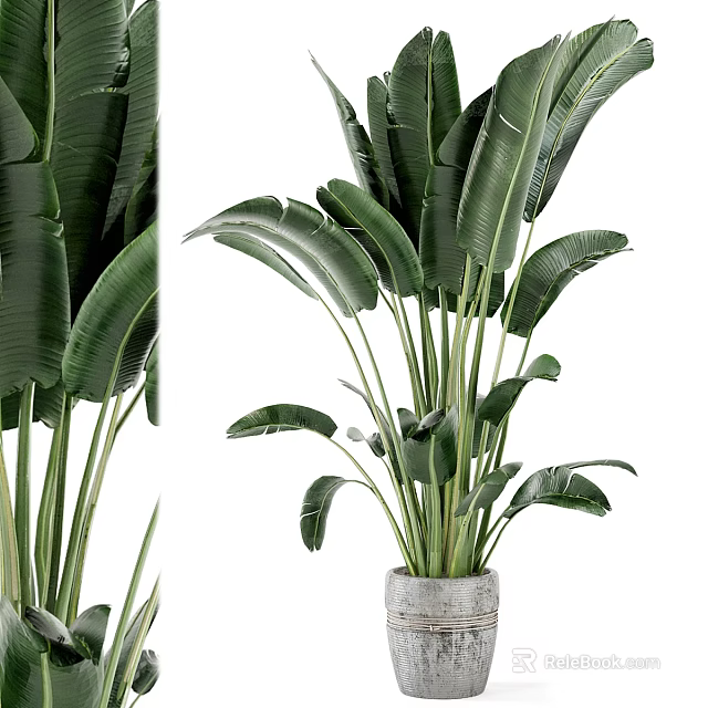 Large Indoor Potted Plant With Wide Green Leaves In Concrete Pot Home Decor 3d model 