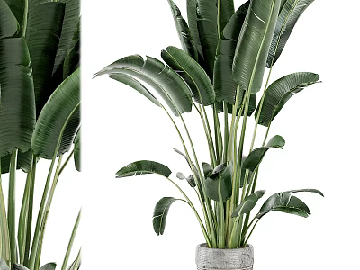 Large Indoor Potted Plant With Wide Green Leaves In Concrete Pot Home Decor 3d model