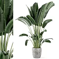 Large Indoor Potted Plant With Wide Green Leaves In Concrete Pot Home Decor