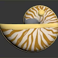 Nautilus Marine Creature With Yellow And White Striped Shell And Golden Edges
