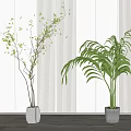 Potted Bonsai Plants with Green Foliage White Ceramic Pots and Modern Light Striped Wall Decor
