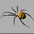 Spider with brown body yellow and white stripes and long black legs