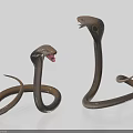 Two Brown Reptile Snakes With Hooded Necks Open Mouths And Coiled Bodies