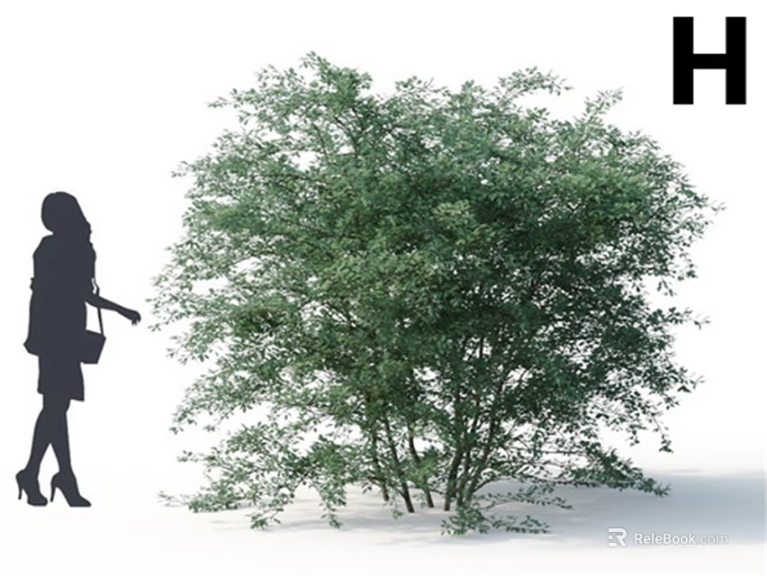 Lush Green Tree with Multiple Trunks and Woman Silhouette in Outdoor Scene 3d model 