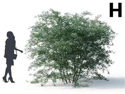 Lush Green Tree with Multiple Trunks and Woman Silhouette in Outdoor Scene 3d model