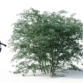 Lush Green Tree with Multiple Trunks and Woman Silhouette in Outdoor Scene