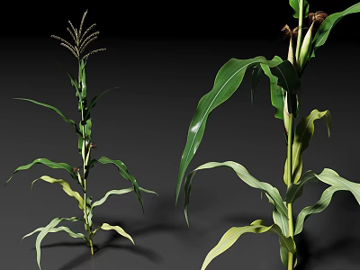 Healthy Corn Plants With Green Leaves Developing Ears And Tassels 3d model
