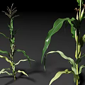 Healthy Corn Plants With Green Leaves Developing Ears And Tassels