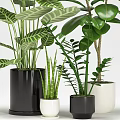 Green Leafy Bonsai Potted Plants With Black And White Planters For Home Decor