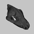 Detailed Animal Skull Anatomical Structure With Visible Teeth On Gray Background