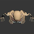 Human Skeleton Model Displaying Detailed Head Organs Anatomical Structure For Educational Use