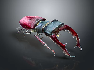 Vibrant Red Black Stag Beetle Displaying Large Shiny Mandibles on Dark Background 3d model
