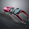 Vibrant Red Black Stag Beetle Displaying Large Shiny Mandibles on Dark Background