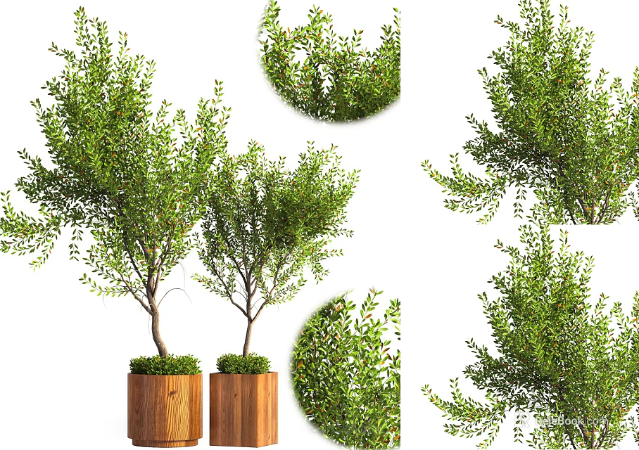 Beautiful Bonsai Potted Plants with Lush Green Foliage in Wooden Planters 3d model 