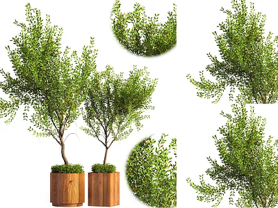 Beautiful Bonsai Potted Plants with Lush Green Foliage in Wooden Planters 3d model
