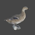 Fresh Duck Meat For Delicious Savory Cooking And Tender Recipe Preparation